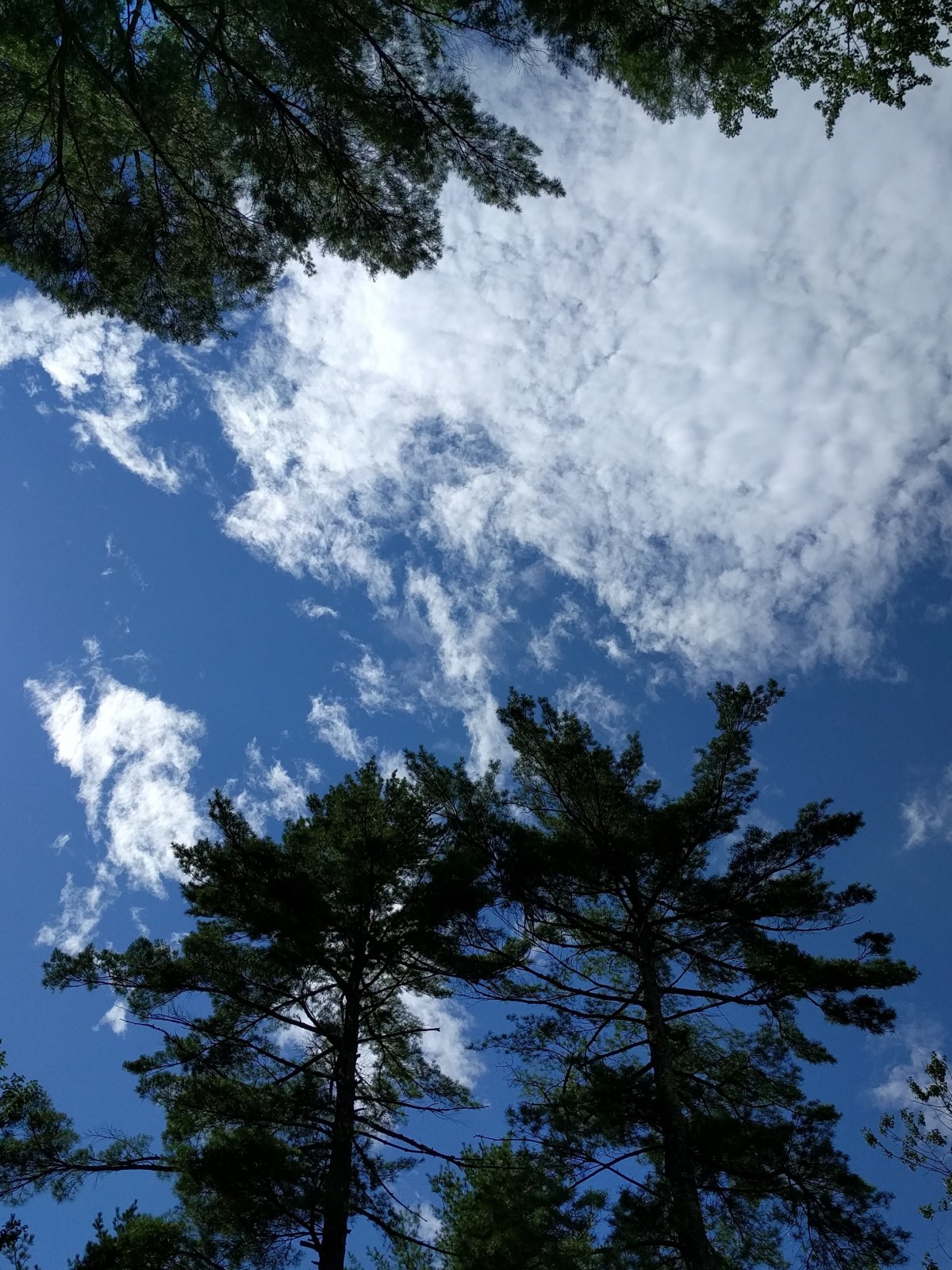 Web Camel Transport&nbsp;34